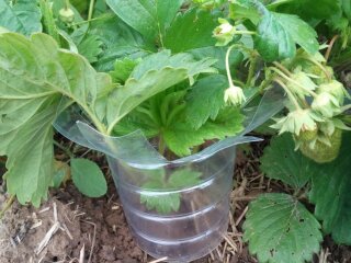 Полуниця, зображення з вільних джерел