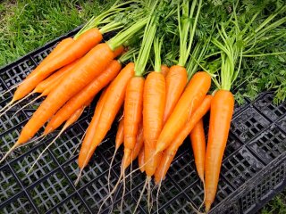 Урожай моркви