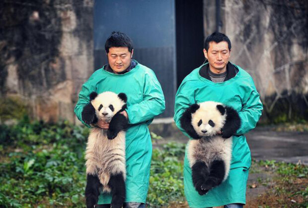 Пішла з життя найстаріша в світі панда