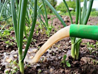 Озима цибуля, зображення з вільних джерел