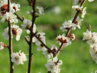 Абрикосовое дерево, фото из свободных источников