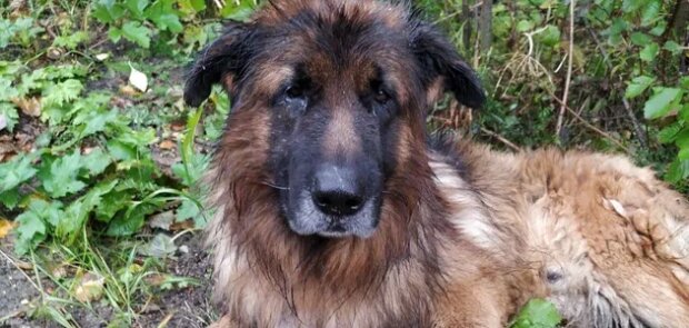 Вівчарка вижила після усипляння і вибралася з могили