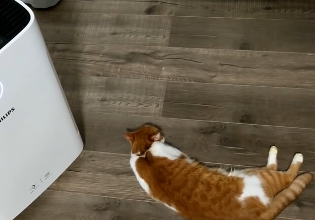 Очиститель воздуха, кадр из видео