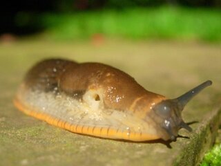 Слимак, зображення з вільних джерел