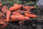 Ціни на моркву в Україні