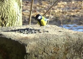 Потепління: скрін з відео
