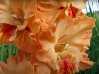 Гладіолуси