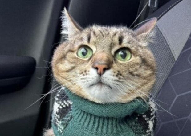 Кіт Степан, фото із соцмереж