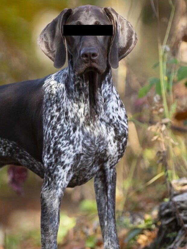 Постраждалий пес, фото поліції