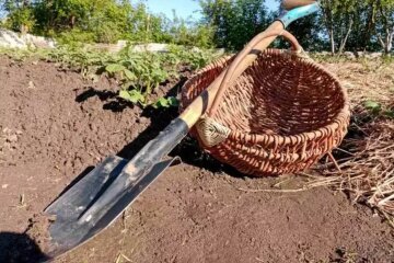 Збір врожаю картоплі: коли найкраще займатися викопуванням у серпні та вересні