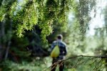 Ліс, зображення з вільних джерел