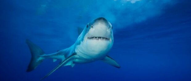 Фото акули