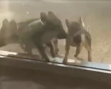 Дикі поросята проривалися на атомну АЕС