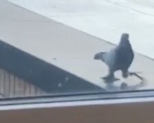 Голубь