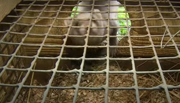 Норки, кадр из видео