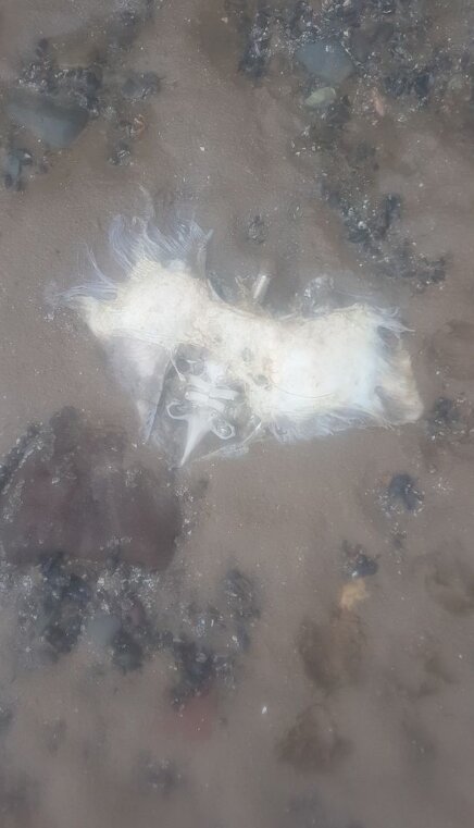 Прозора плоть