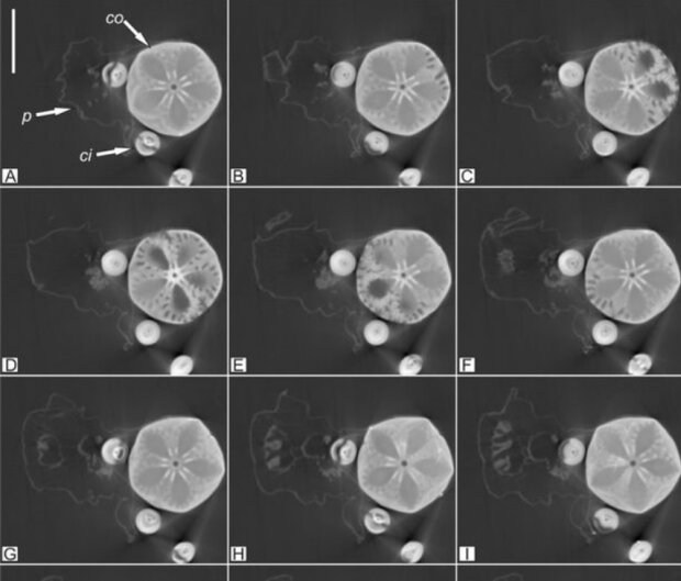 Скам'янілість