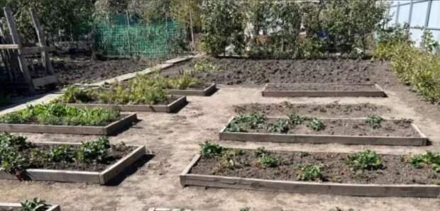 Огород: скрин из сети