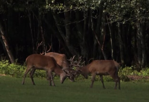 Олени, фото: кадр из видео