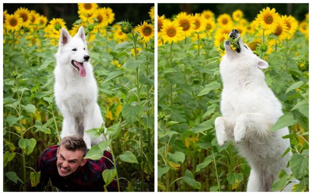 собаки у полі