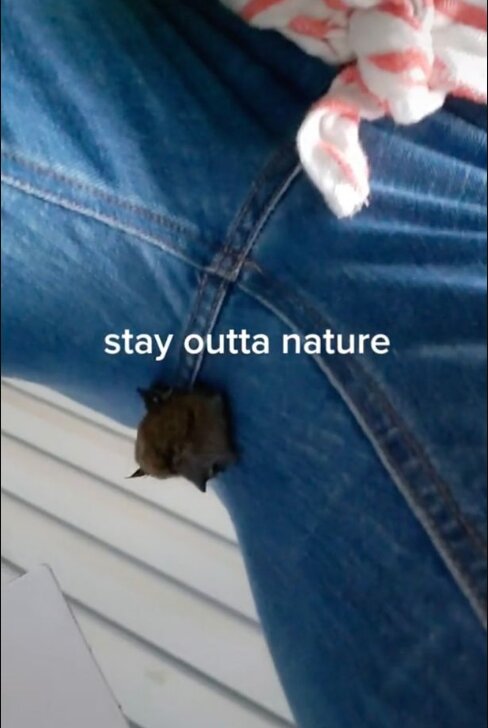 Летучая мышь