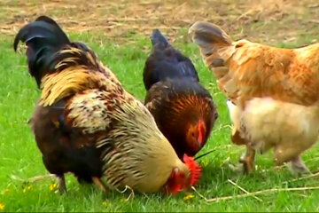 Отбивная из курочки стала дороже: в Украине растут цены на курятину