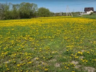 Одуванчики