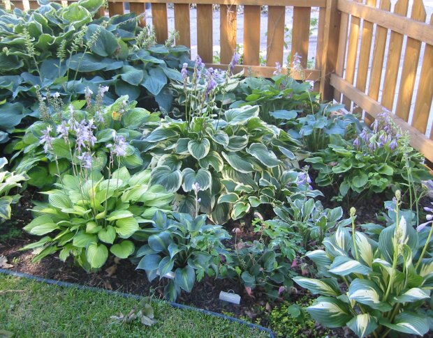 Рослини в саду, зображення з вільних джерел