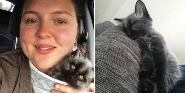 Кошеня "перевертень" знайшло родину