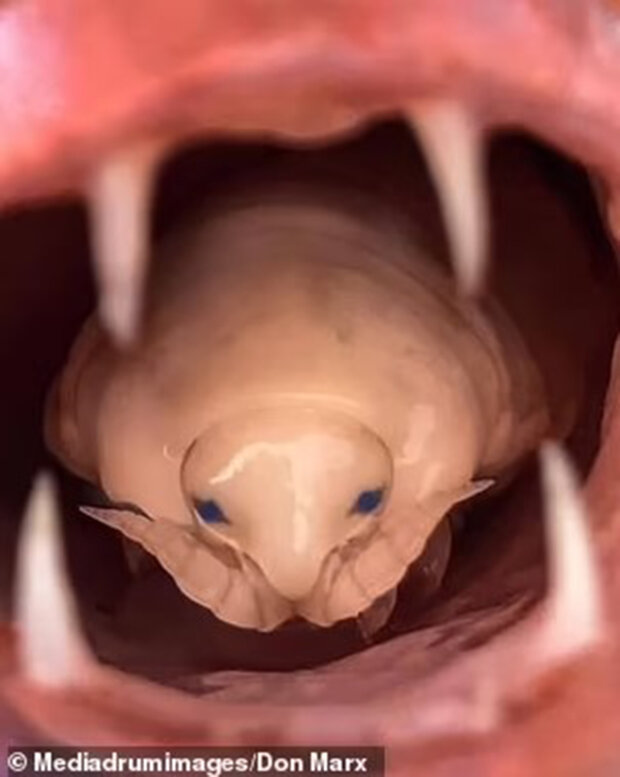 паразит відгризає язик жертви і стає ним