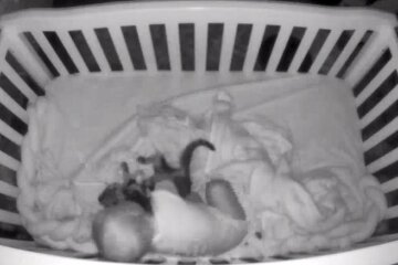 Жінка встигла зняти, як кіт заліз у колиску до її немовляти
