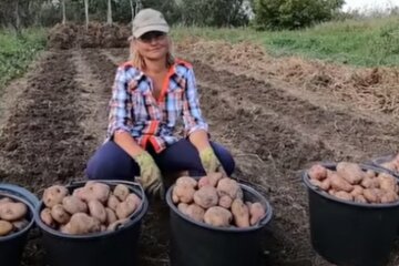 Щедрий урожай картоплі
