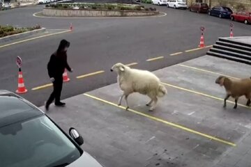 Овцы, козы и бараны атаковали здание городской мэрии, курьезное видео