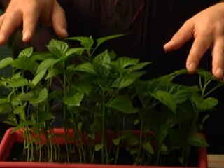 Розсада перцю