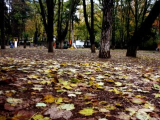 Осень, фото из свободных источников