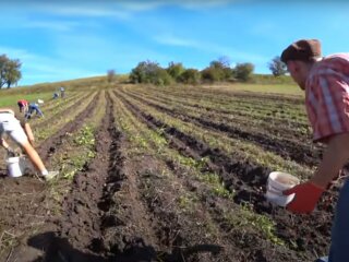 земля, город, копання картоплі