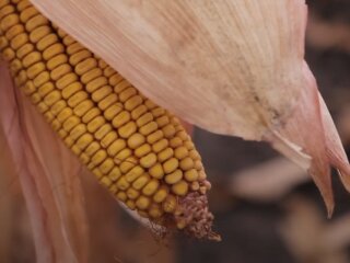 Урожай кукурузы