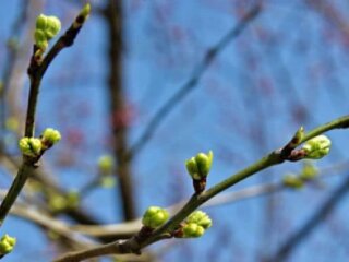 Весна, фото из соцсетей