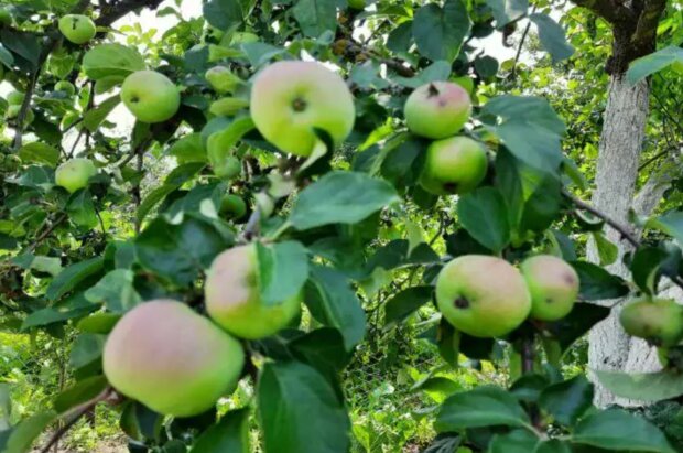 Яблуня, кадр з відео
