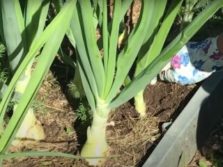 Урожай цибулі