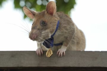 Пацюка на прізвисько Маґава нагороджено почесною нагородою