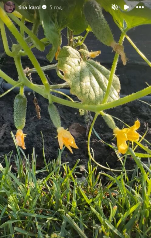 Скрин публикации Тины Кароль