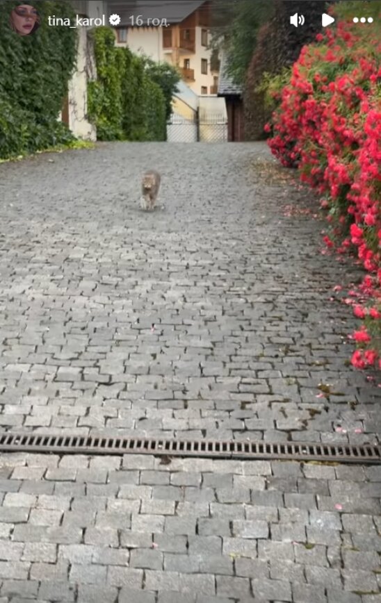 Скрин публикации Тины Кароль