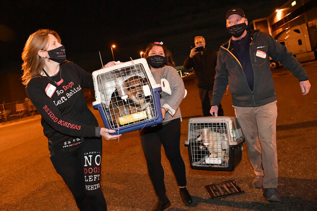 собак хотели пустить на мясо и съесть