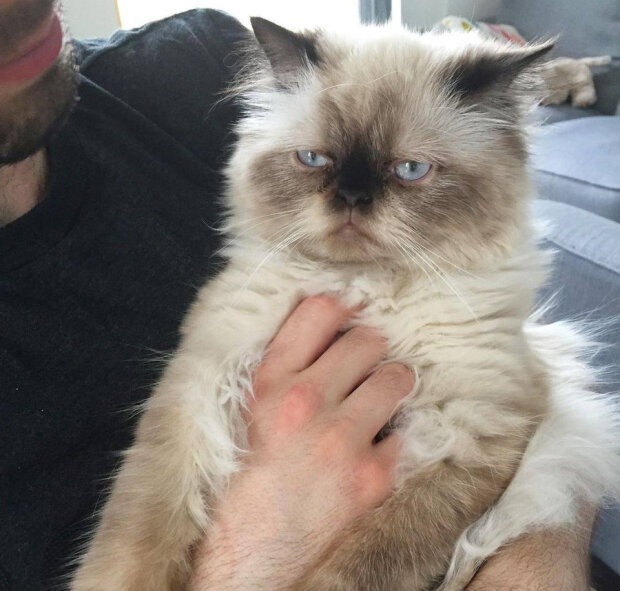 незадоволений кіт