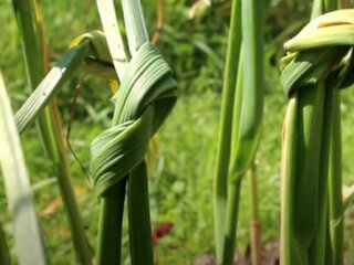 Секрет, щоб голівка часнику була великою