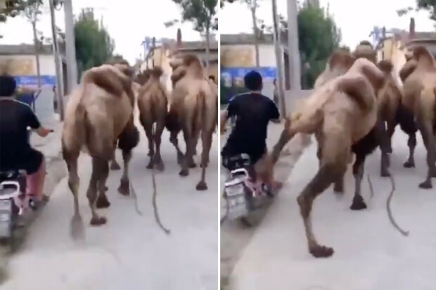 Верблюк спритним ударом ноги навчив мопедиста нормально їздити