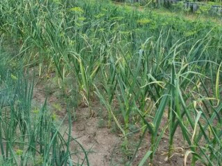 Чеснок, кадр из видео