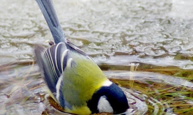 Погода, потепління, весна
