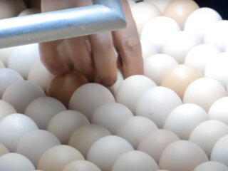 яйца Наша Ряба